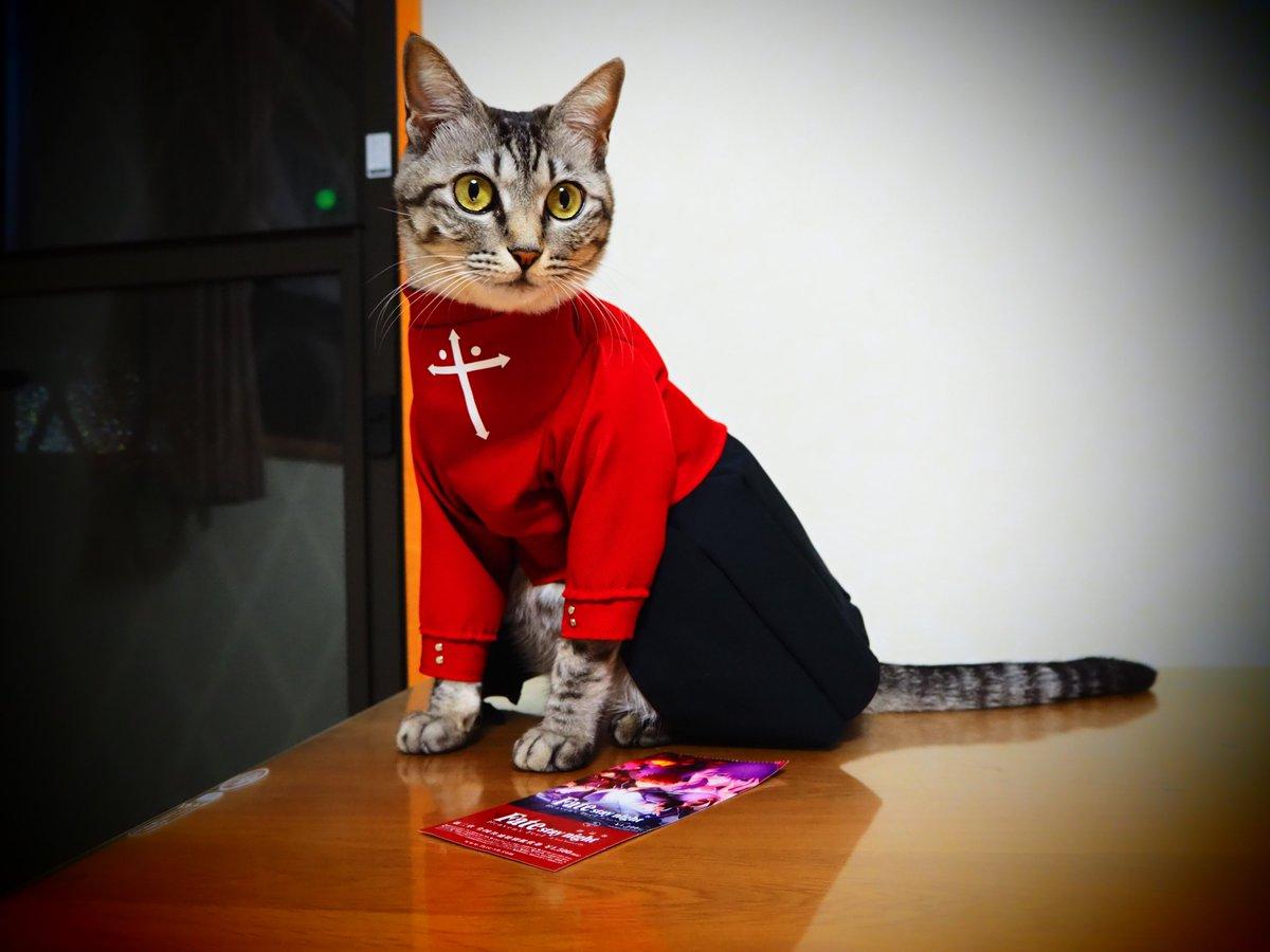 铲屎官你看我帅吗？《猫咪Cosplay动漫角色》太萌啦快来撸猫啊！