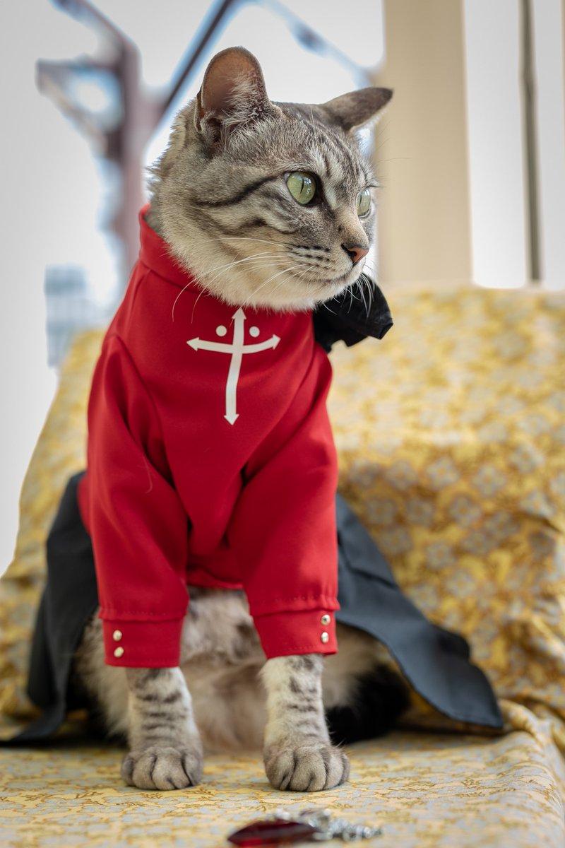 铲屎官你看我帅吗？《猫咪Cosplay动漫角色》太萌啦快来撸猫啊！