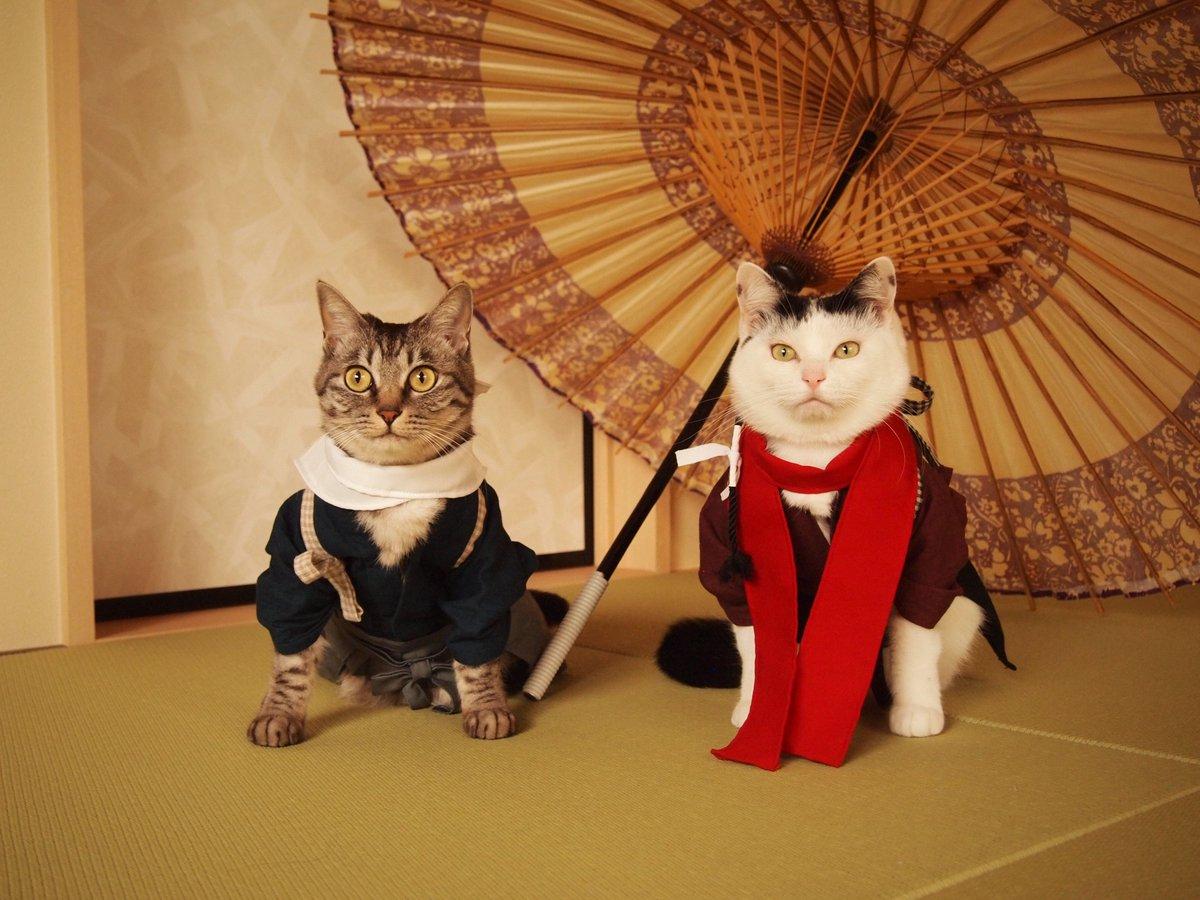 铲屎官你看我帅吗？《猫咪Cosplay动漫角色》太萌啦快来撸猫啊！