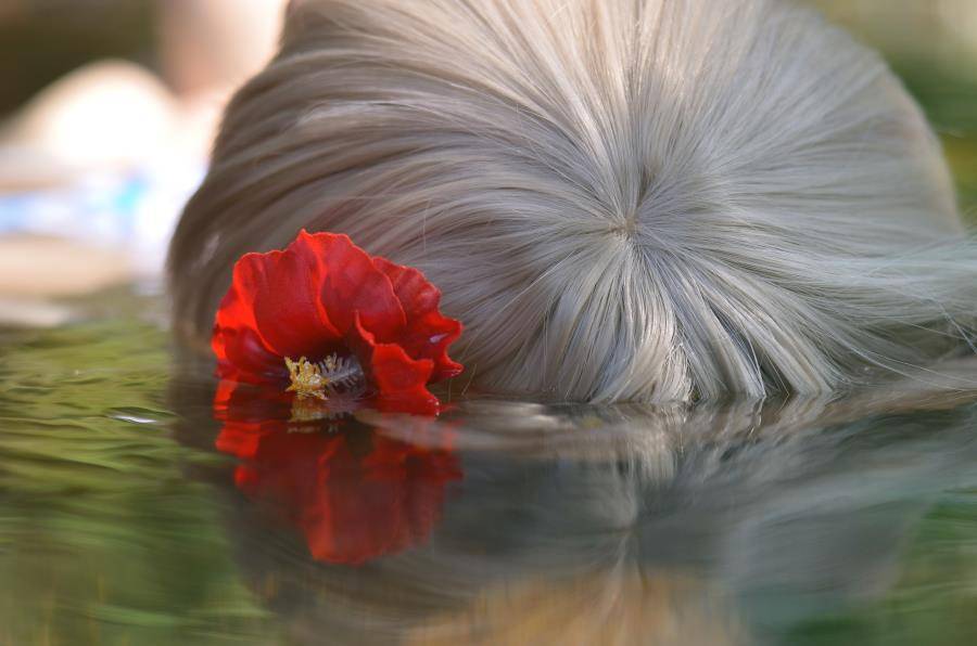 Cosplay福利/萌妹水着泳装本间芽衣子cosplay福利图片