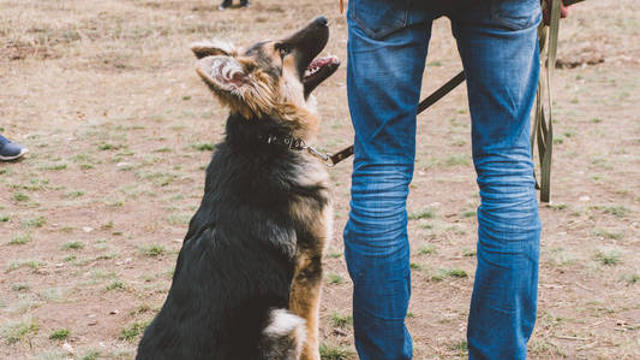 像训狗一样训男人同人文及本子