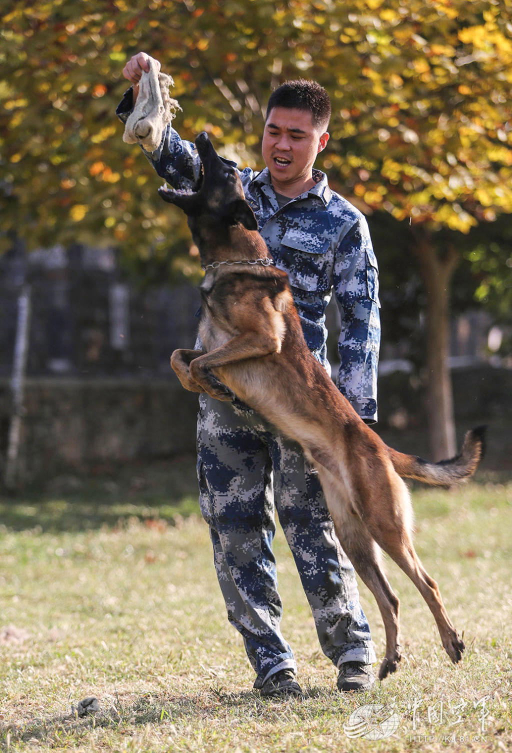 空军军犬训练有素会解救人质