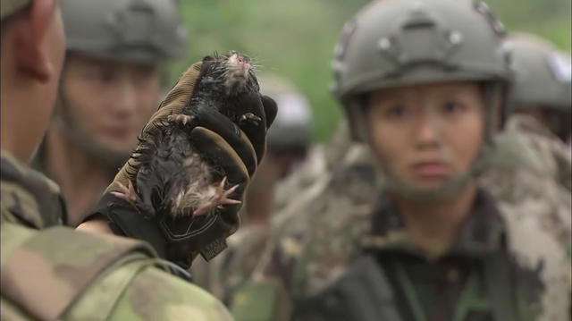 《特种兵之火凤凰》分集剧情速看,八名女兵演绎完美蜕变