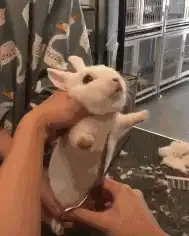 他的手抓住了我的小兔子动图