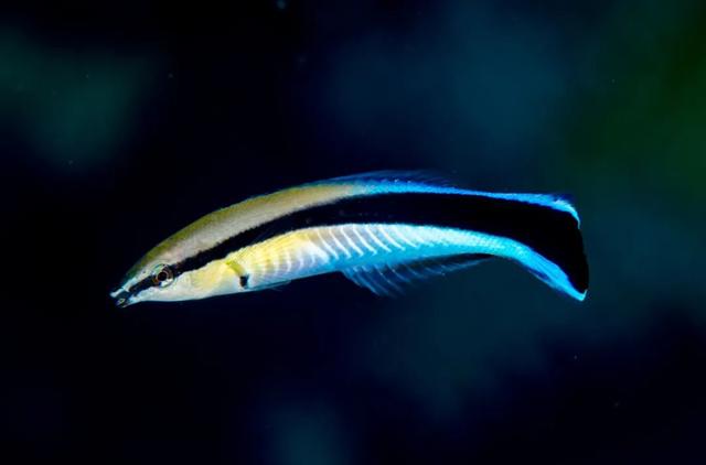  我有点怀疑藤本树在组建一支“精神病患”的复仇者联盟